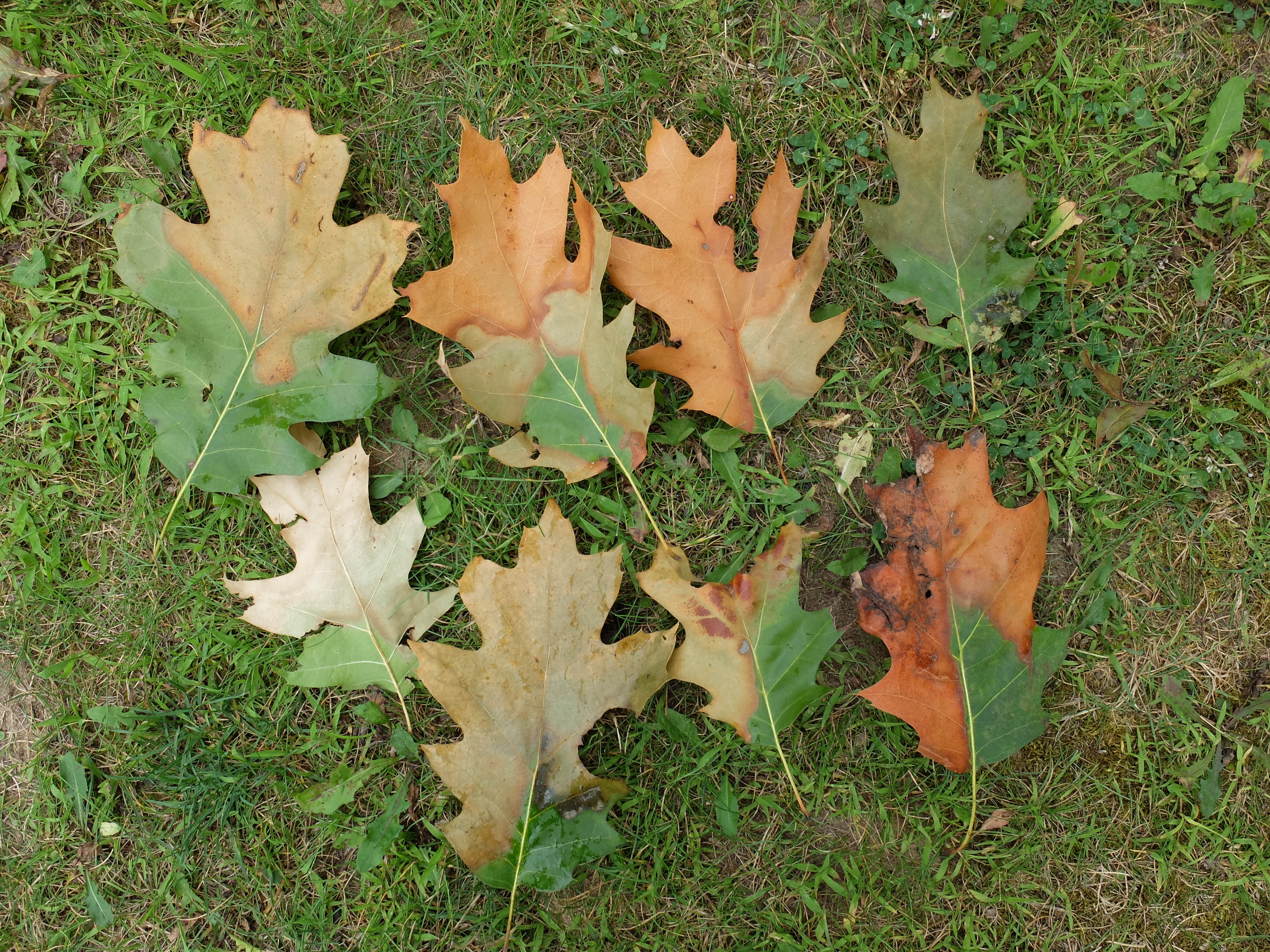 Several oak leaves on a grassy ground showing browning and bronzing of leaf tips and margins.